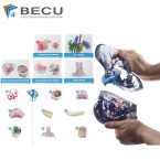 Omni-Directional Surgical Planning Medical Models